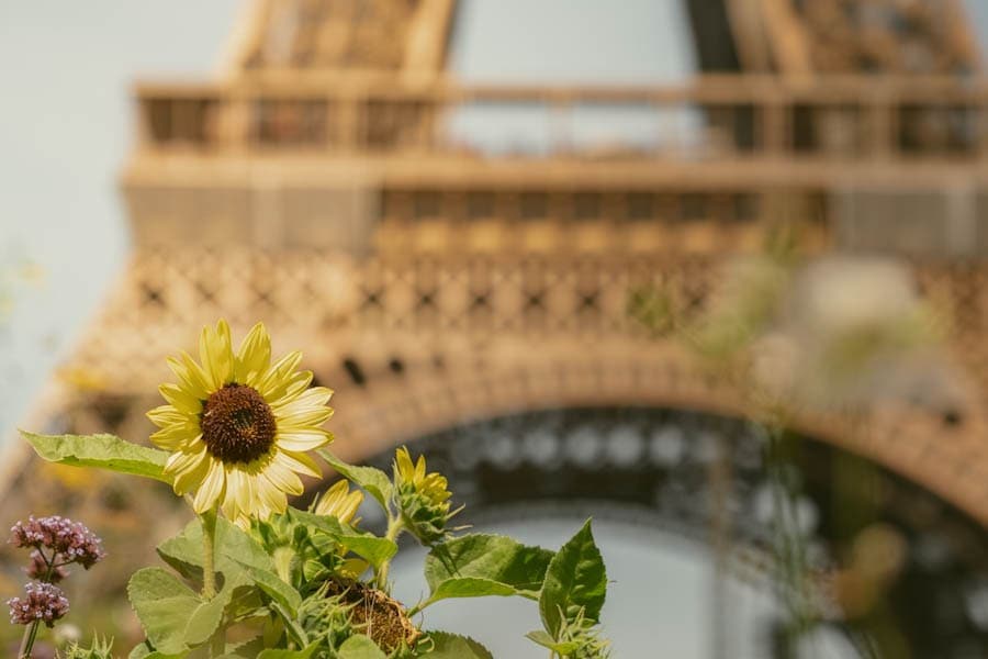 Zonnebloem bij Eiffeltoren